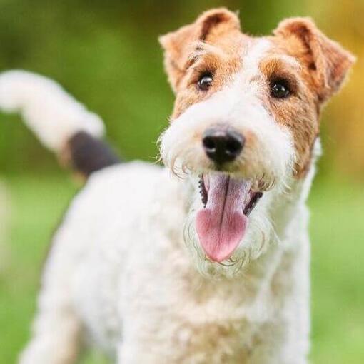 Photo of Tintin